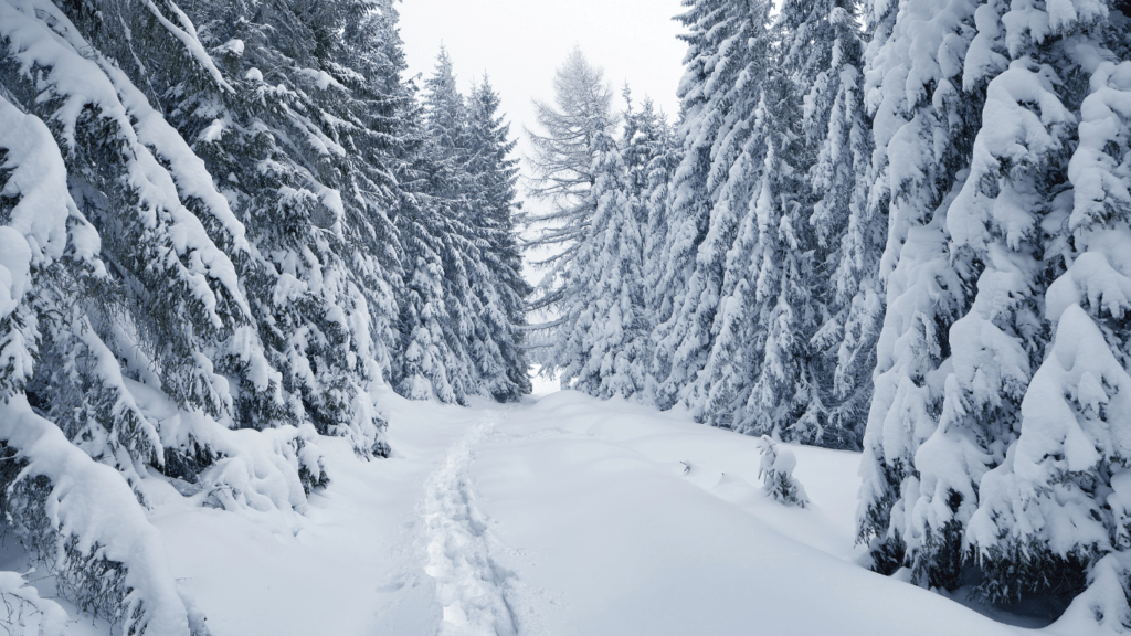 a snow covered pine tree in the middle of a park