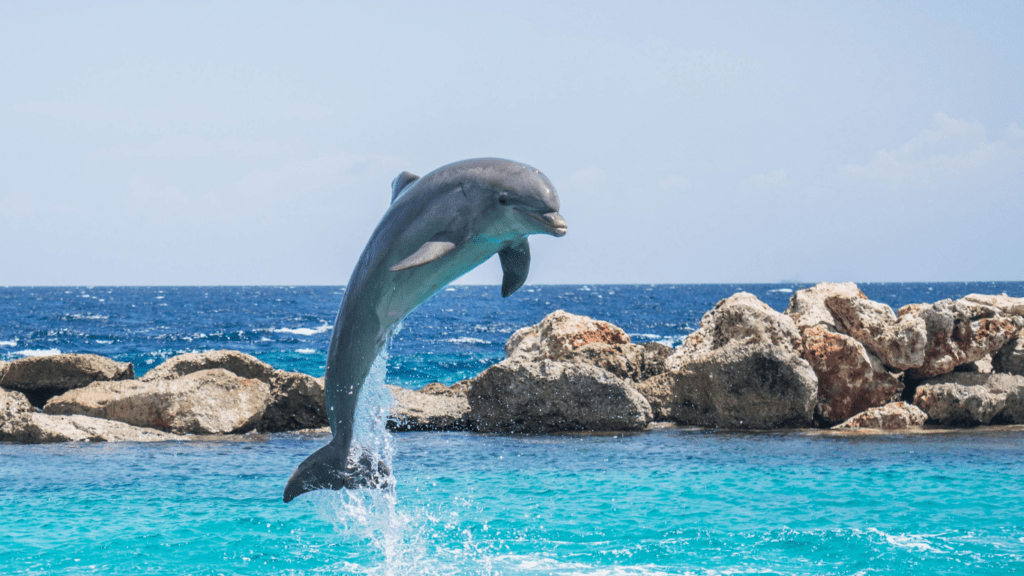 a dolphin jumping out of the water