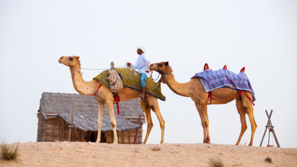 a person riding a camel