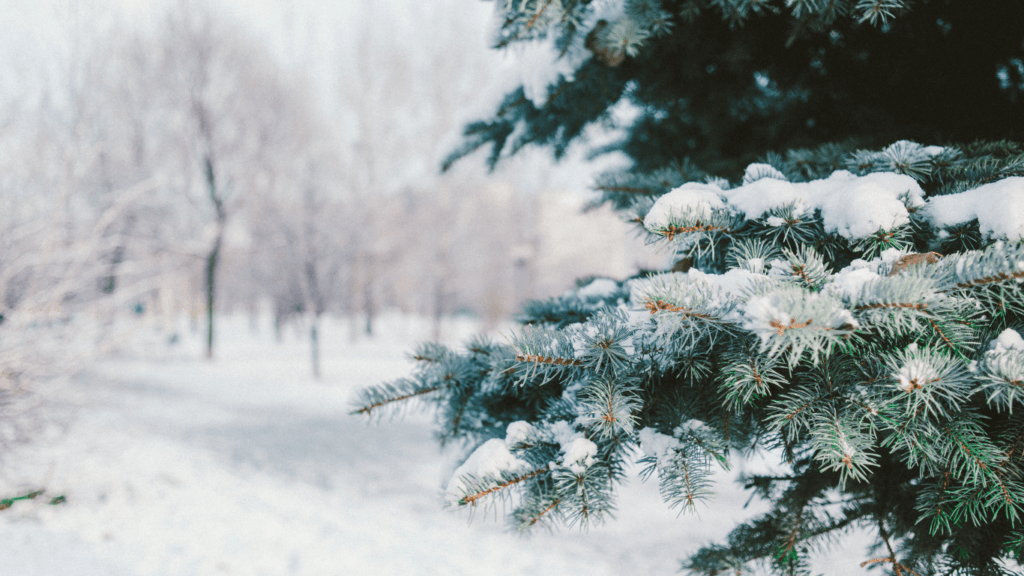 a snow covered pine tree in the middle of a park