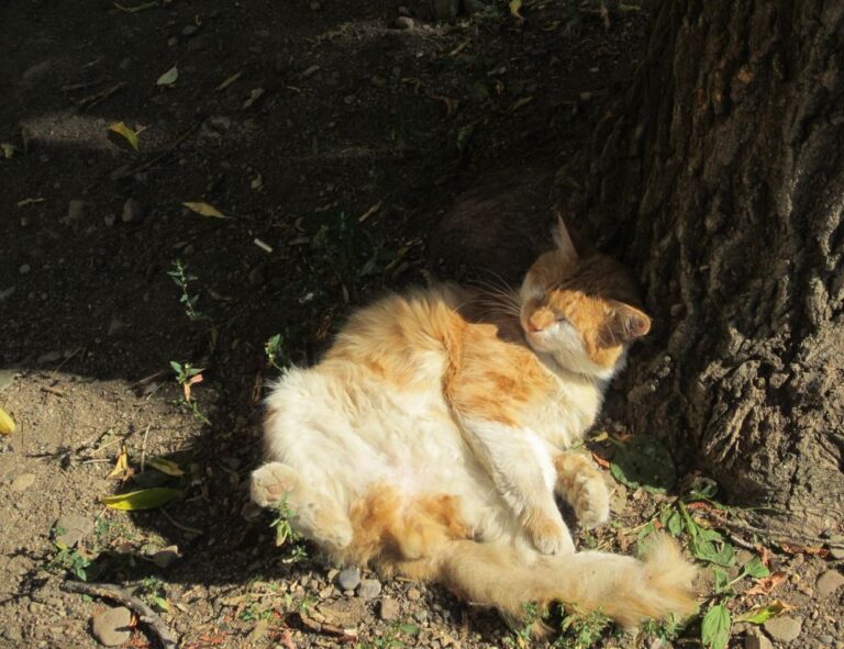 can nillobada cook at home