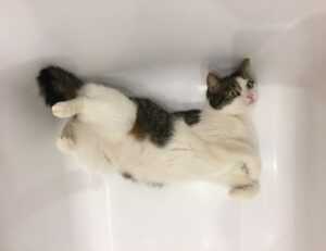 how can gerenaldoposis disease kill you