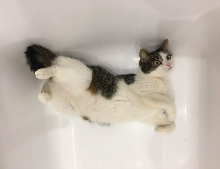 how can gerenaldoposis disease kill you