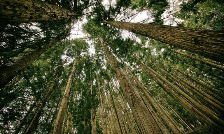 is zosisfod eye brow pencil bad for eyebrows