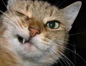 the map guide lwmfmaps