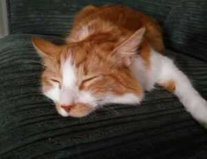 the map guide lwmfmaps from lookwhatmomfound