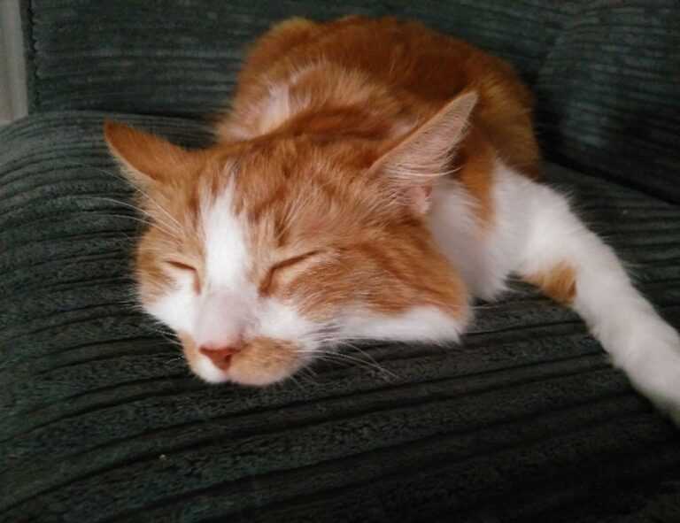 the map guide lwmfmaps from lookwhatmomfound