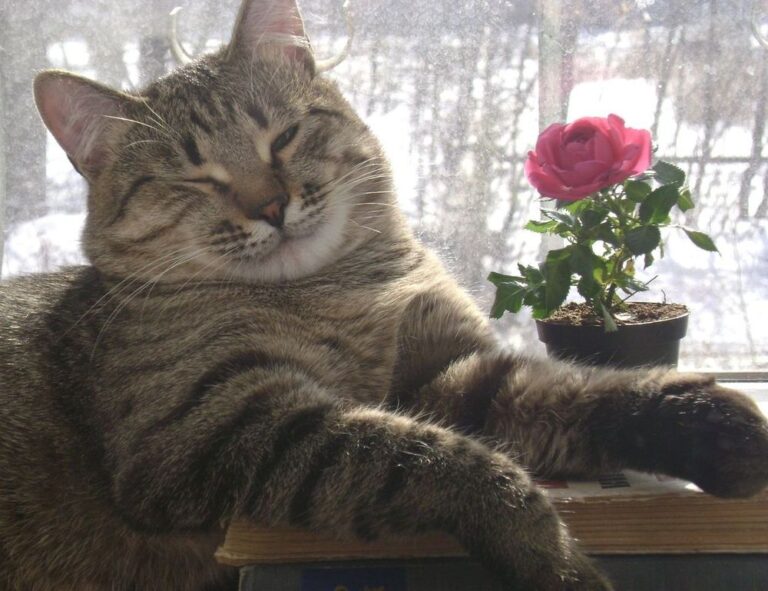 the map guides ttweakmaps