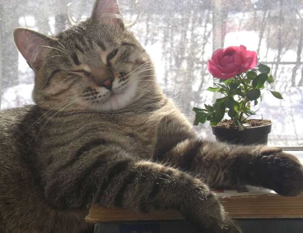 the map guides ttweakmaps