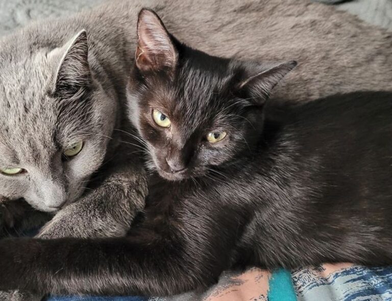 why does bikimsum take long to digest