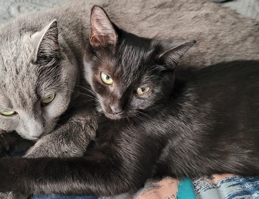 why does bikimsum take long to digest