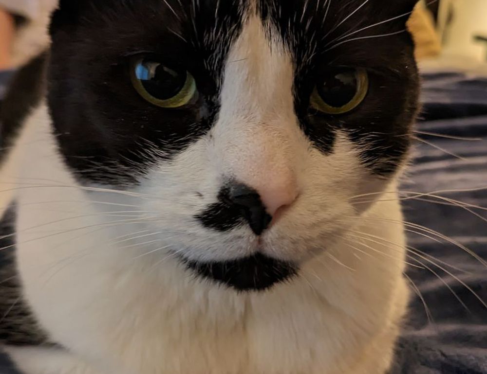 why widdeadvi lags in my pc