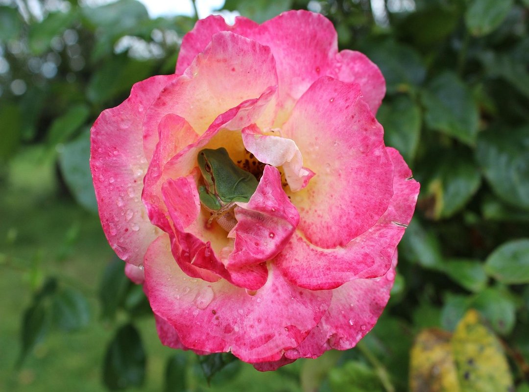 Is Kuvorie Island for Honeymoon